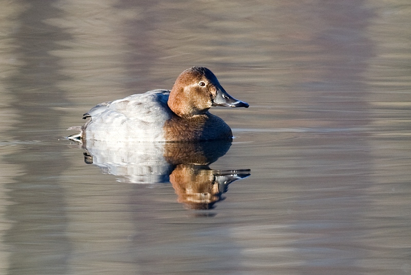 Taffeland - Common pochard (Aythya ferina) female.jpg